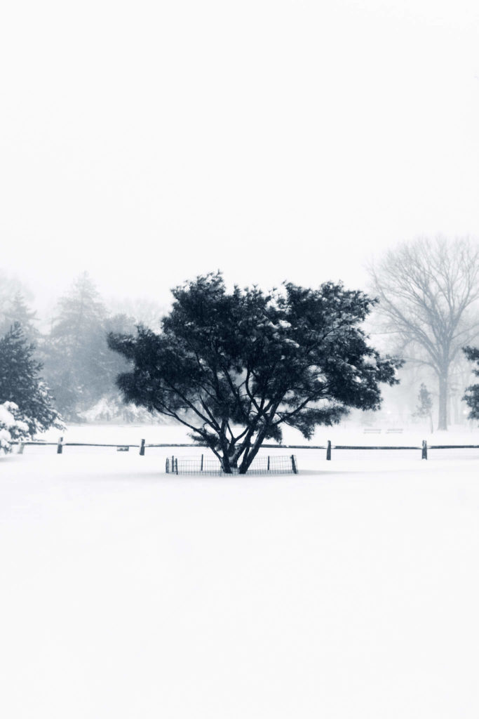 Snow Tree Bliss